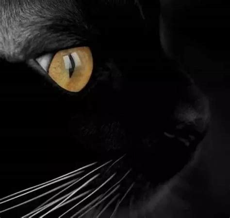 黑猫寓意 核實身份
